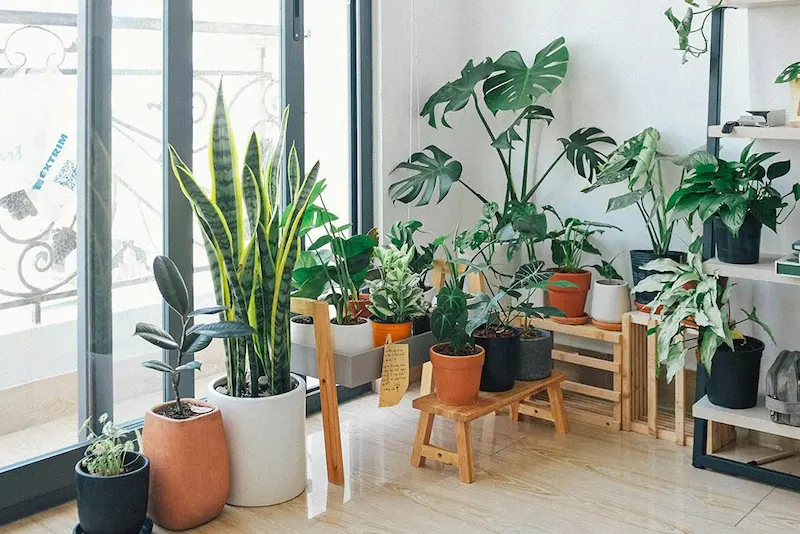 add indoor plants for natural beauty